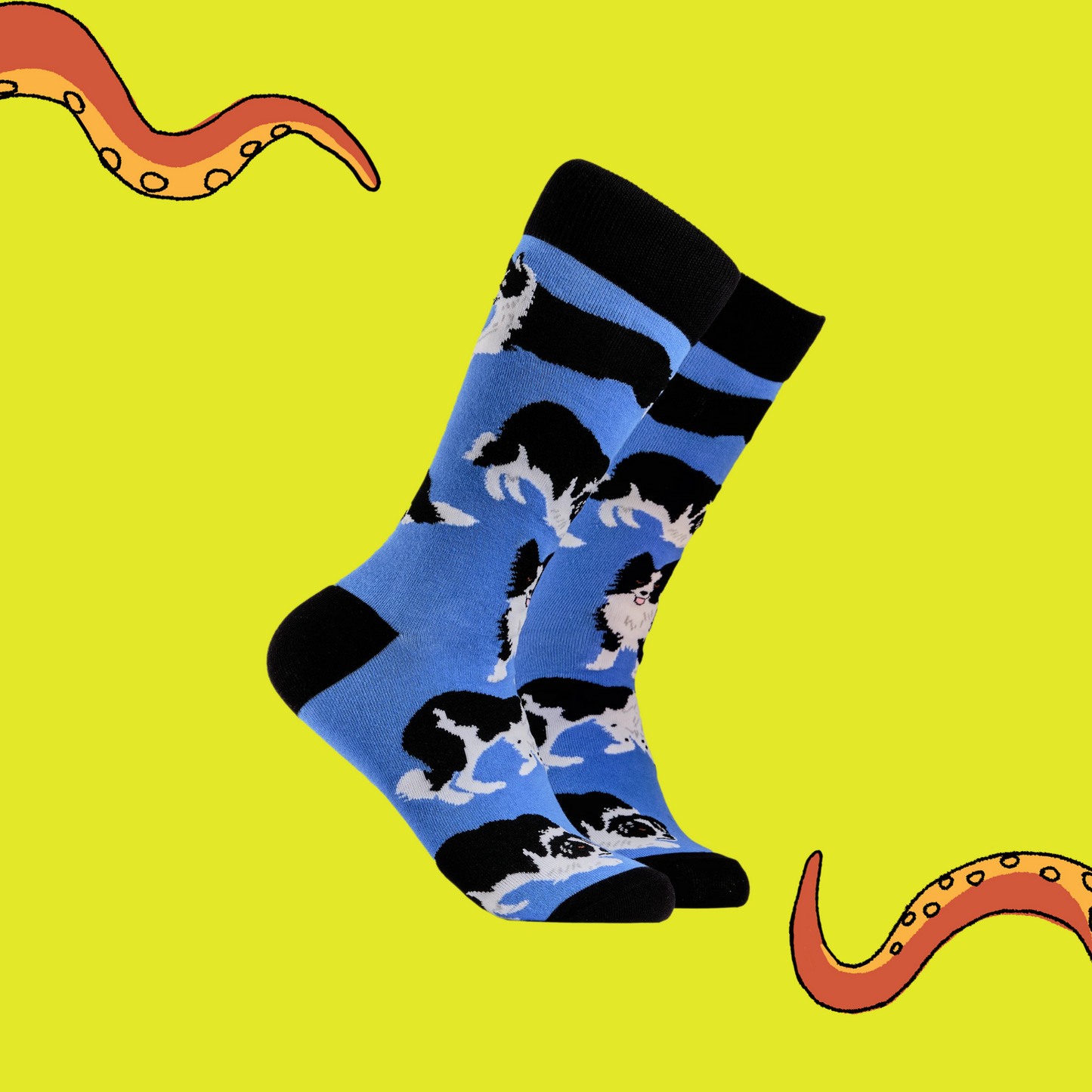 Border Collie Dog Socks - Collies. A pair of socks depicting Border collie dogs. Deep Blue legs, black cuff, heel and toe.
