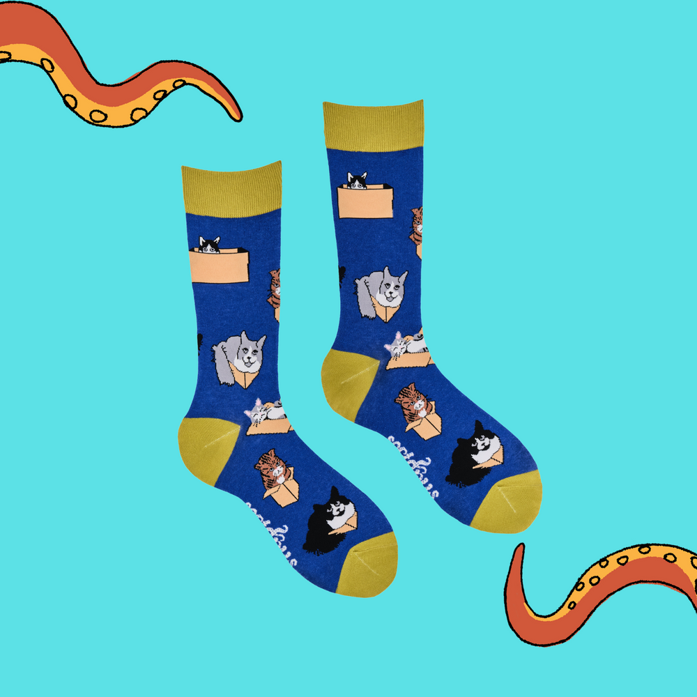
                  
                    A pair of socks depicting cats in boxes. Blue legs, yellow cuff, heel and toe.
                  
                