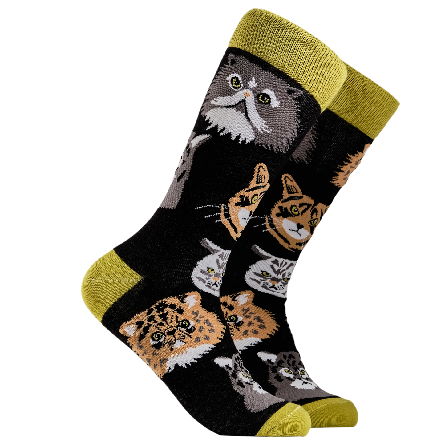 A pair of socks depicting various grumpy cats. Black legs, green cuff, heel and toe.