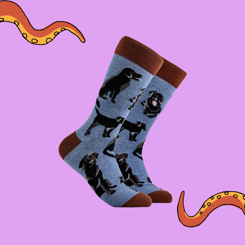 A pair of socks depicting black labradors. Blue legs, brown cuff, heel and toe.