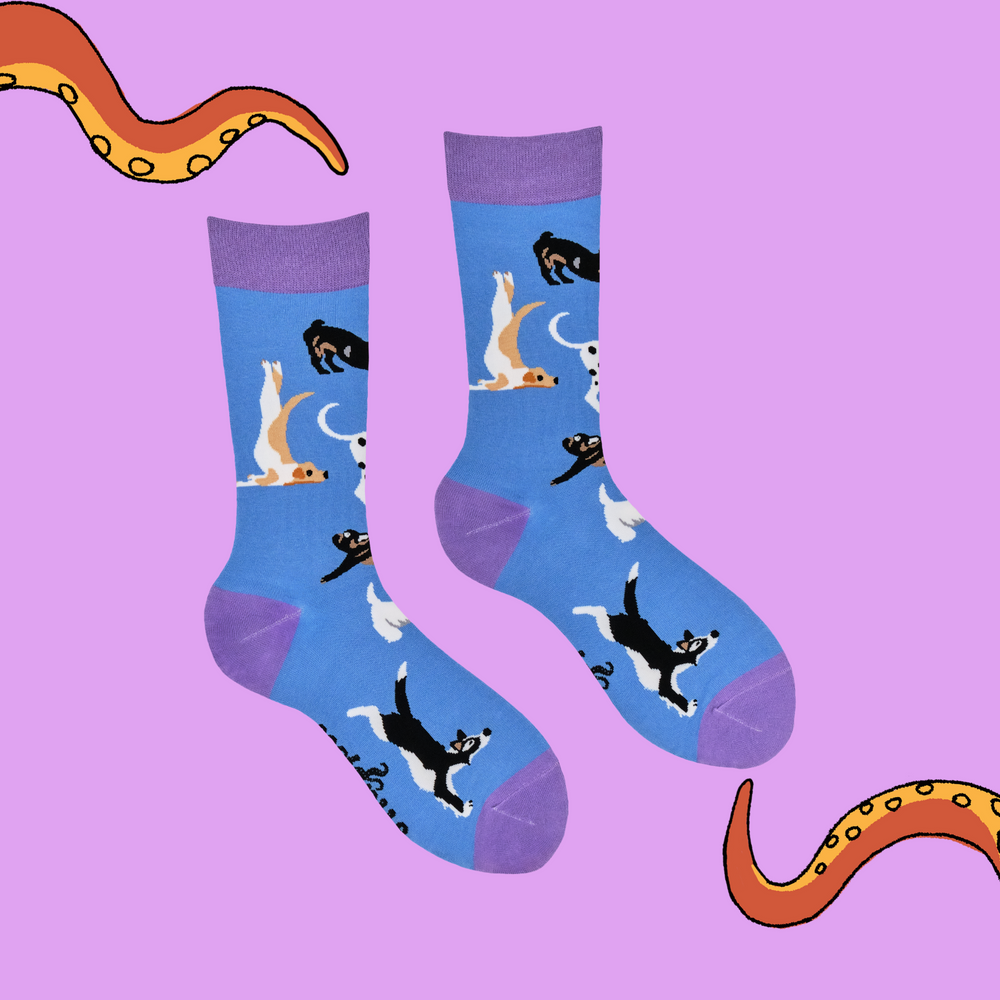 
                      
                         A pair of socks depicting dogs doing yoga. Blue legs, purple heel, toe and cuff. 
                      
                    