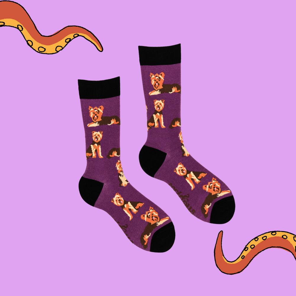 
                      
                        A pair of socks depicting Yorkshire Terriers. Purple legs, black cuff, heel and toe.
                      
                    