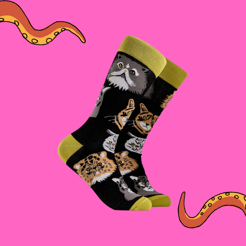 
                      
                        A pair of socks depicting various grumpy cats. Black legs, green cuff, heel and toe.
                      
                    