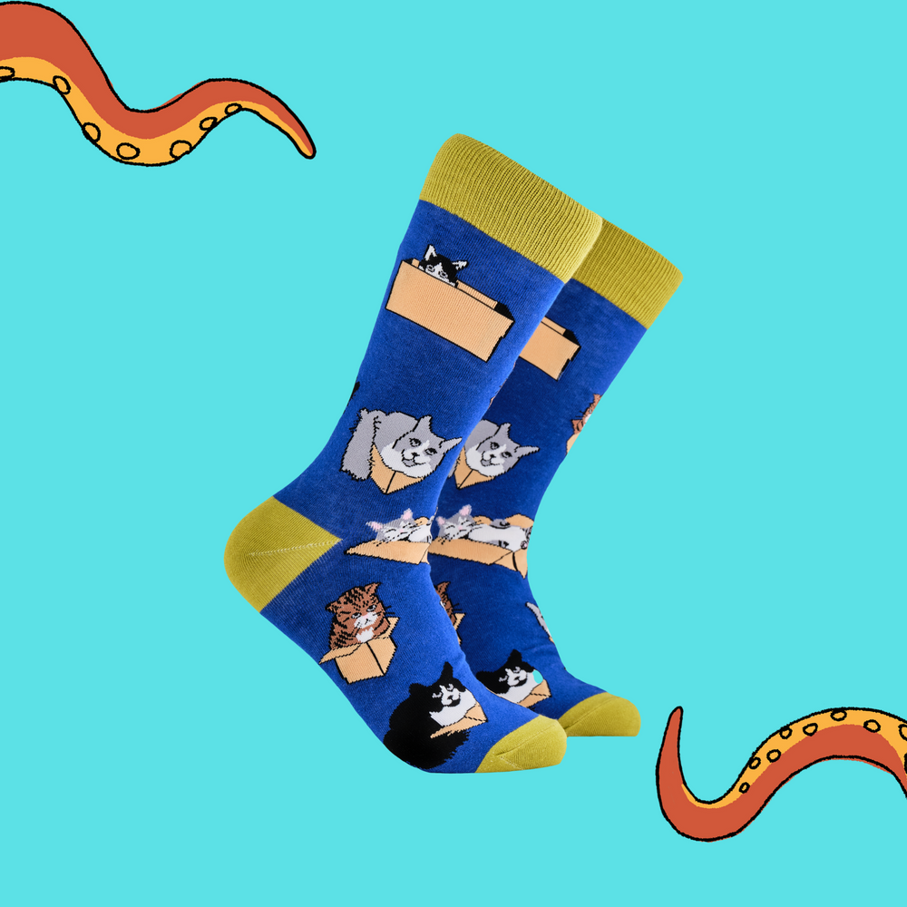 A pair of socks depicting cats in boxes. Blue legs, yellow cuff, heel and toe.