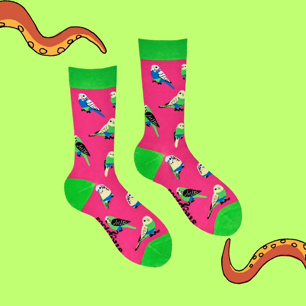 
                      
                        A pair of socks featuring budgies wearing budgie smugglers. Bright pink legs, bright green heel, toe and cuff. 
                      
                    