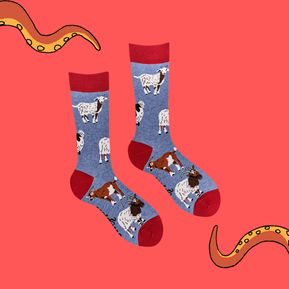 
                  
                    A pair of socks depicting different breeds of goat. Blue legs, red cuff, heel and toe.
                  
                