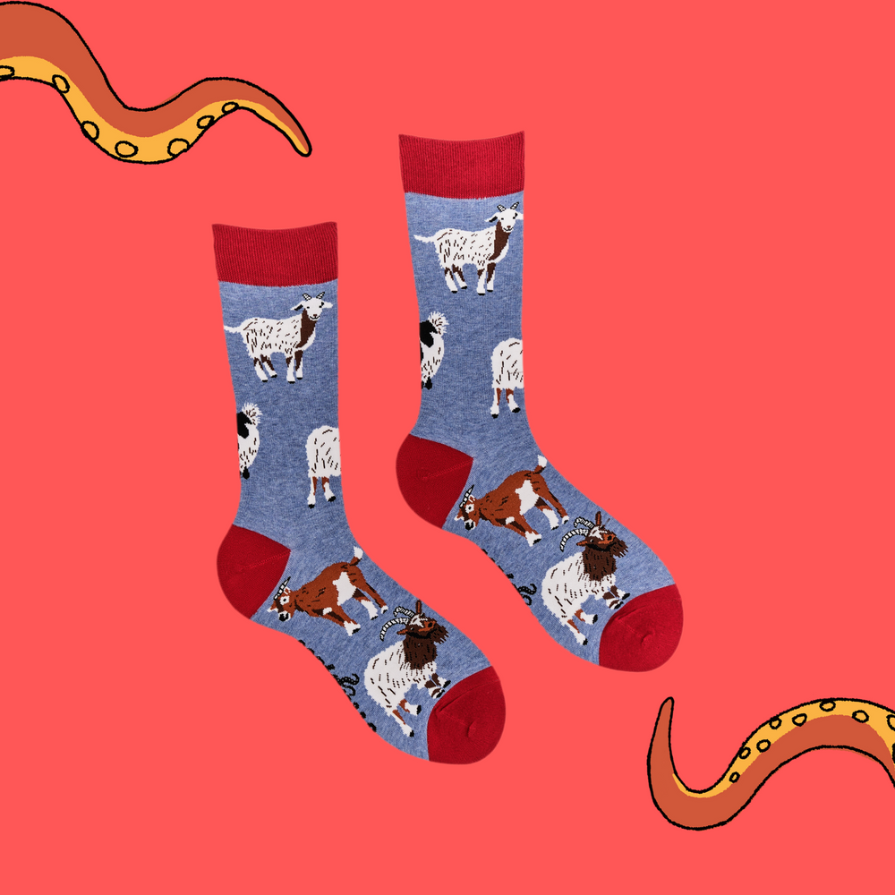 
                      
                        A pair of socks depicting different breeds of goat. Blue legs, red cuff, heel and toe.
                      
                    