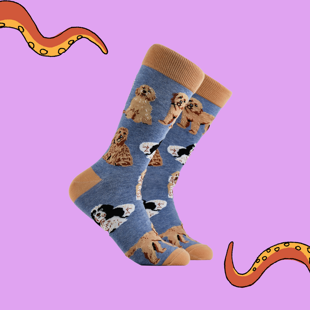 A pair of socks depicting cockapoo dogs. Blue legs, brown cuff, heel and toe.