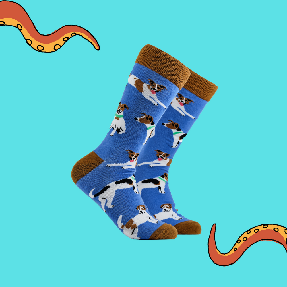 A pair of socks depicting jack russel dogs. Blue legs, brown cuff, heel and toe.