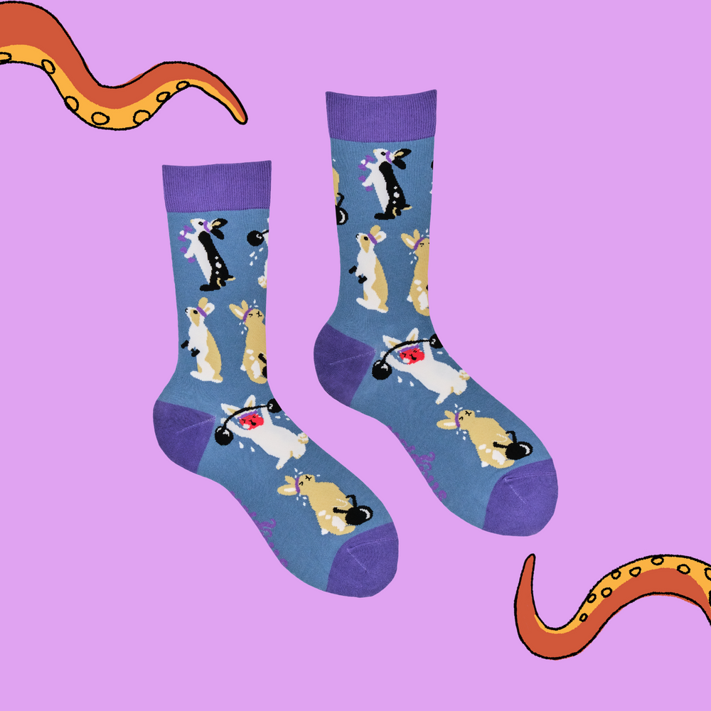 
                      
                        A pair of socks depicting rabbits lifting weights. Blue legs, purple cuff, toe and heel. 
                      
                    