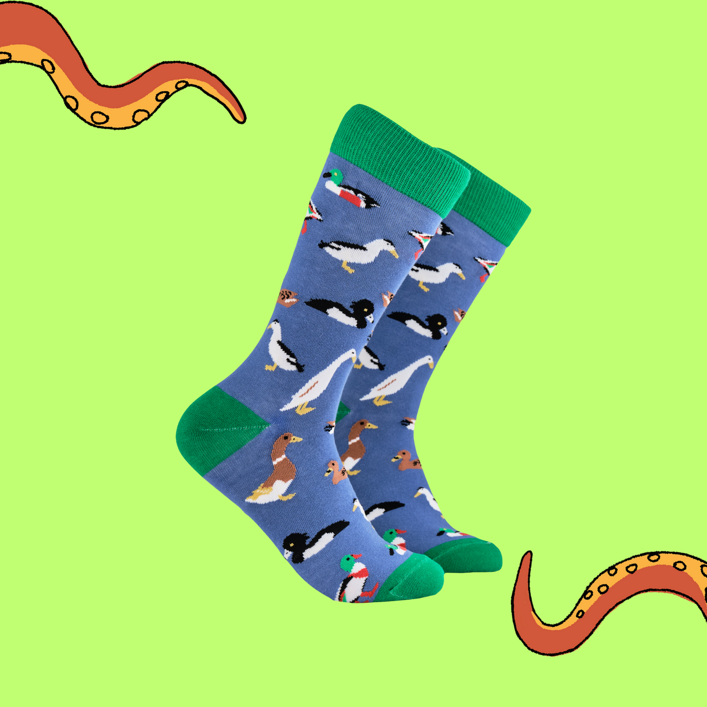 A pair of socks depicting various breeds of duck. Blue legs, green cuff, heel and toe.