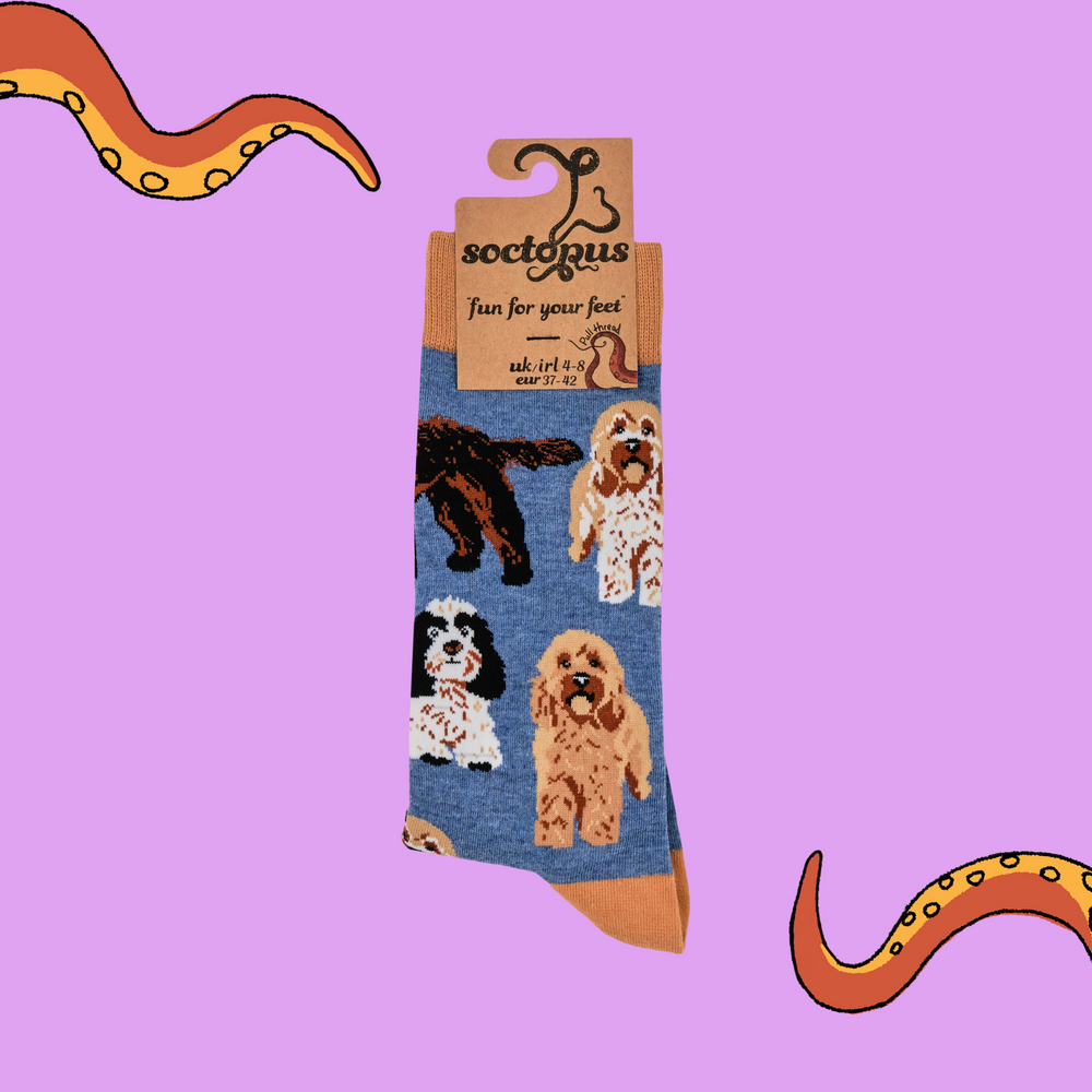 
                      
                        A pair of socks featuring cockapoo dogs. Blue legs, brown heel, toe and cuff. 
                      
                    