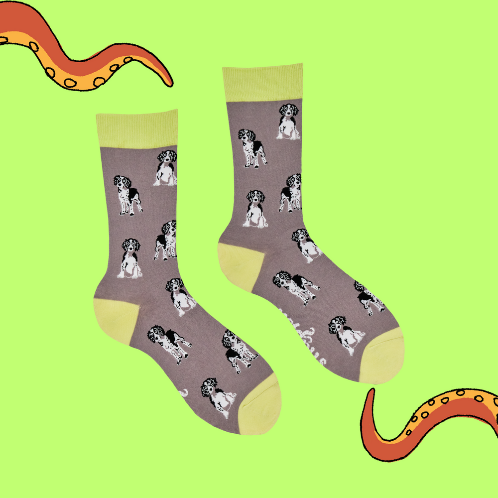 
                      
                        Spaniel Socks
                      
                    