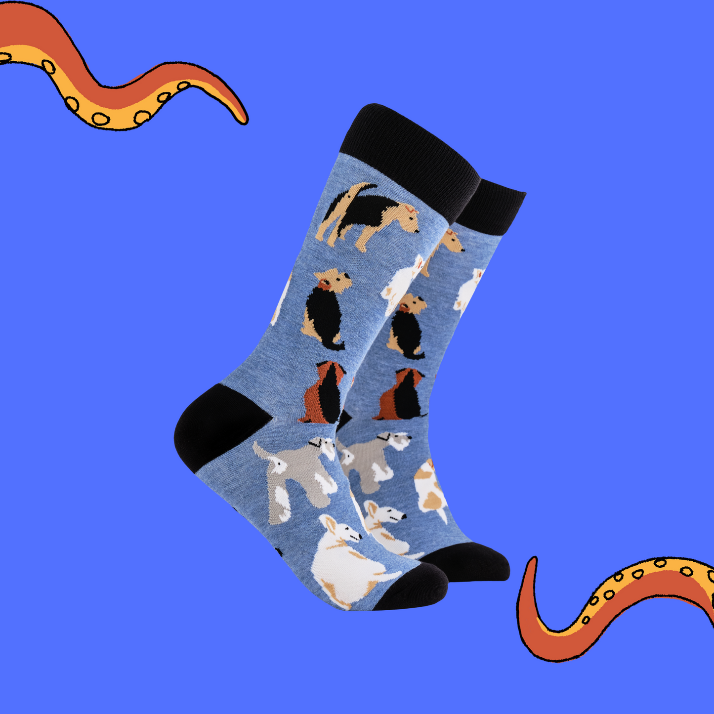 A pair of socks depicting different terrier dogs. Blue legs, black cuff, heel and toe.