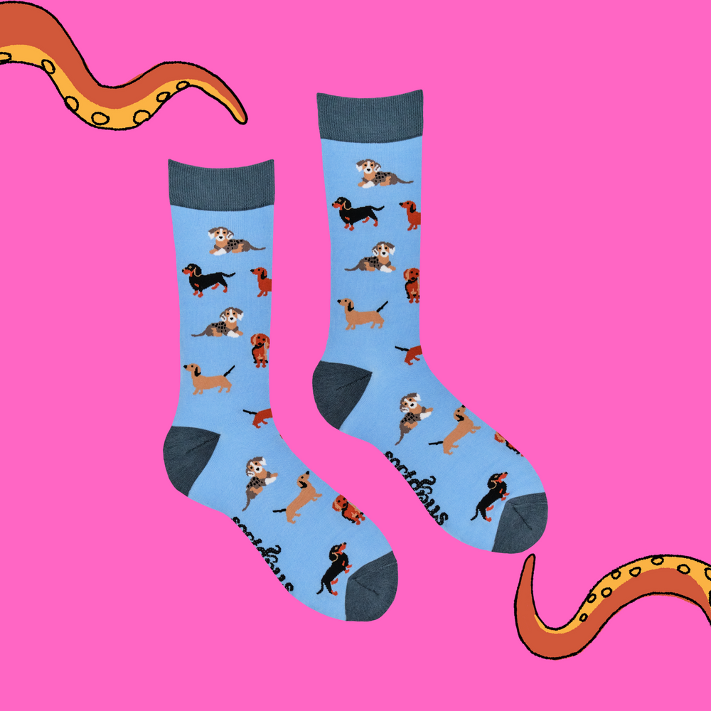 
                      
                        Sausage Dog Socks - Dasching Around 2
                      
                    