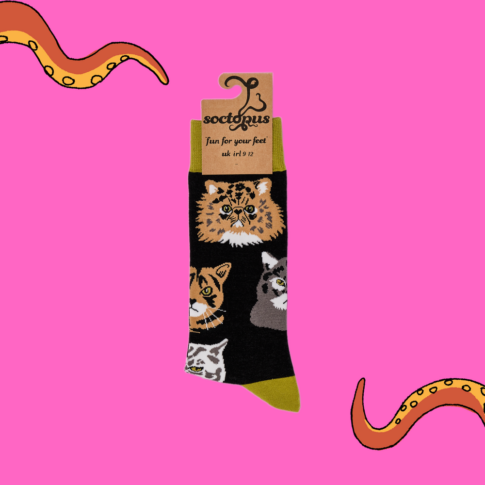 
                      
                        A pair of socks depicting various grumpy cats. Black legs, green cuff, heel and toe. In Soctopus Packaging.
                      
                    