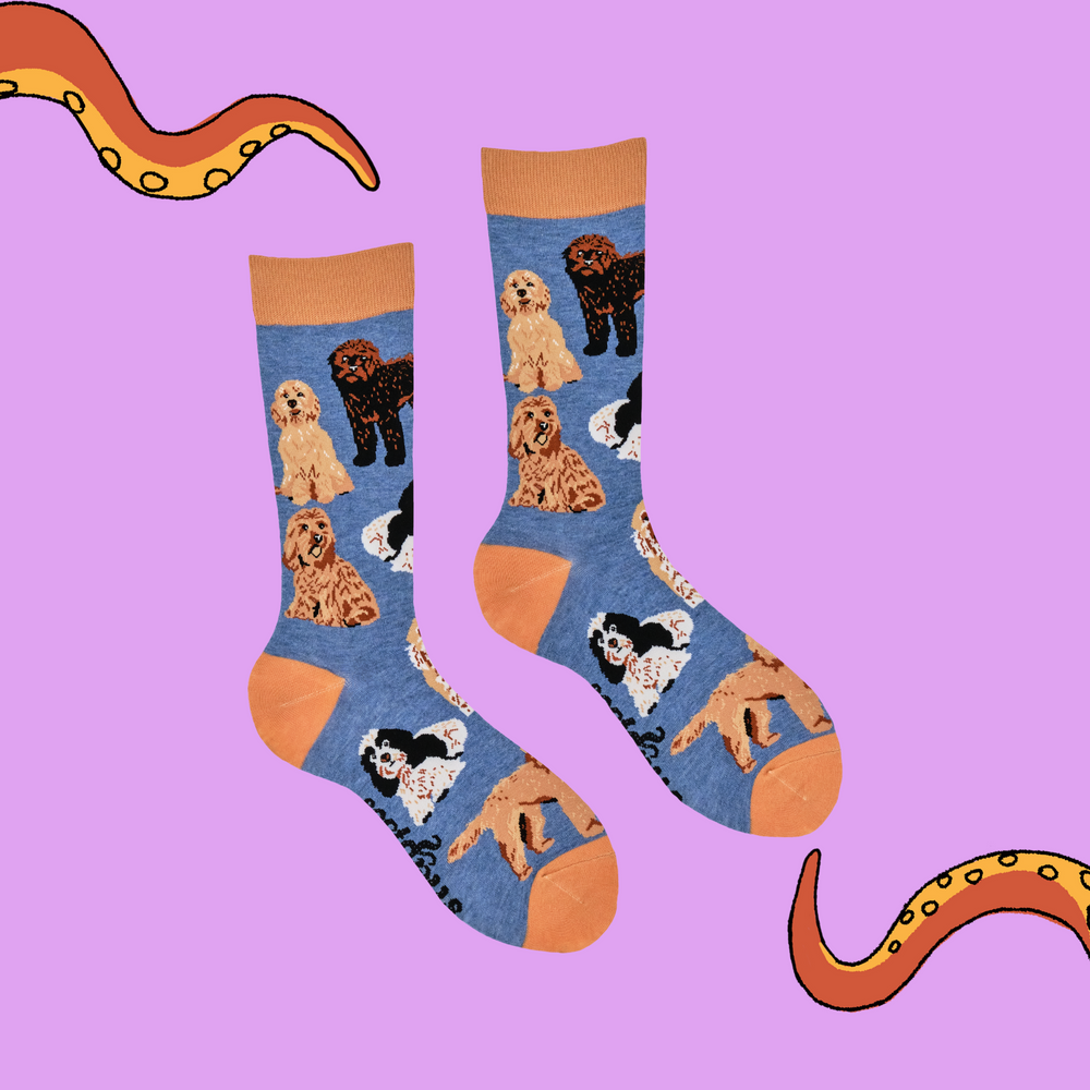 
                      
                        A pair of socks featuring cockapoo dogs. Blue legs, brown heel, toe and cuff. 
                      
                    