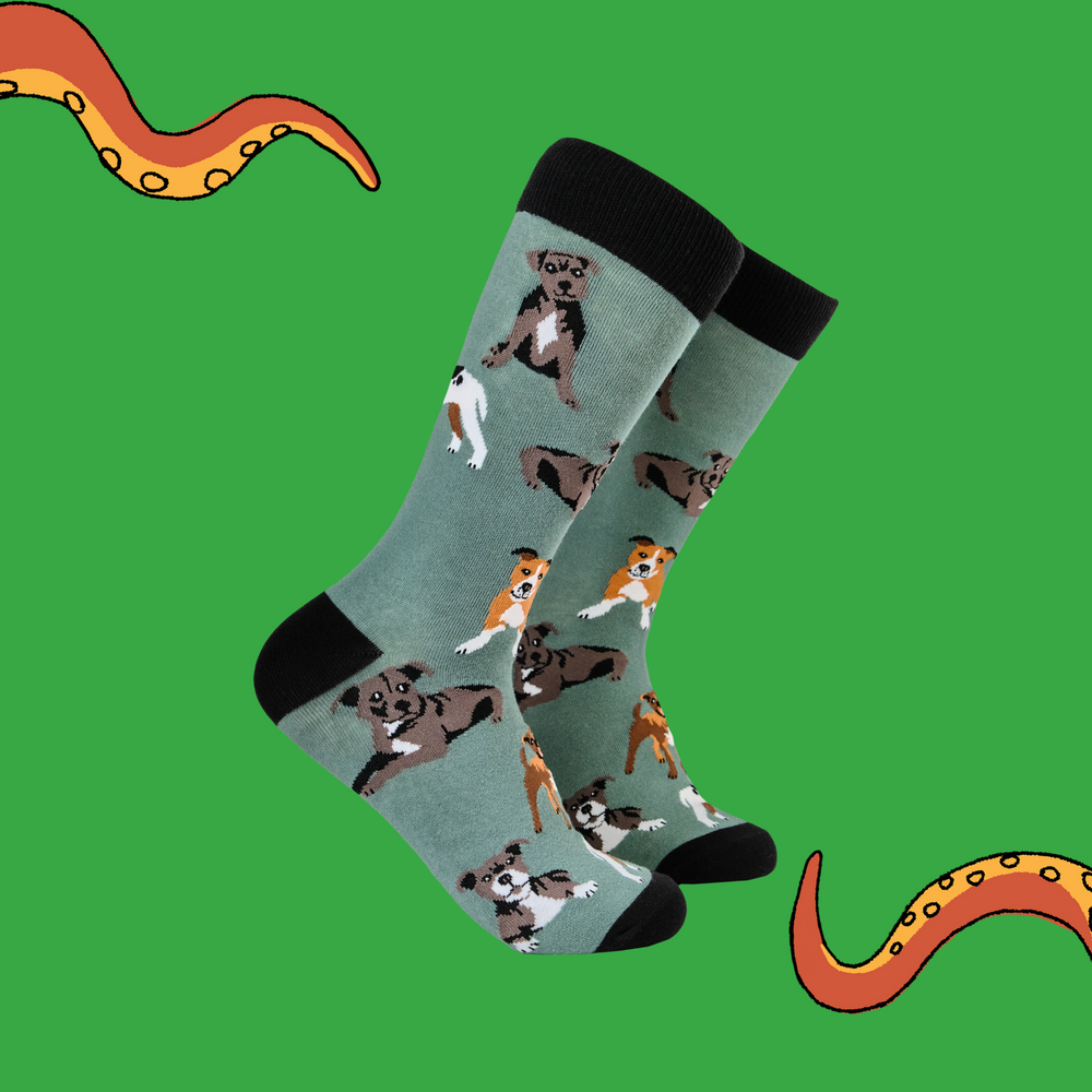 
                      
                        A  pair of socks with a staffie motif. Green legs, black heel, toe and cuff. 
                      
                    