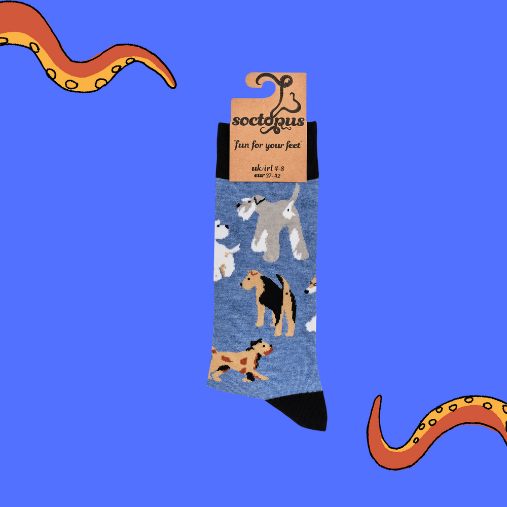 
                      
                        A pair of socks depicting different terrier dogs. Blue legs, black cuff, heel and toe. In Soctopus Packaging.
                      
                    