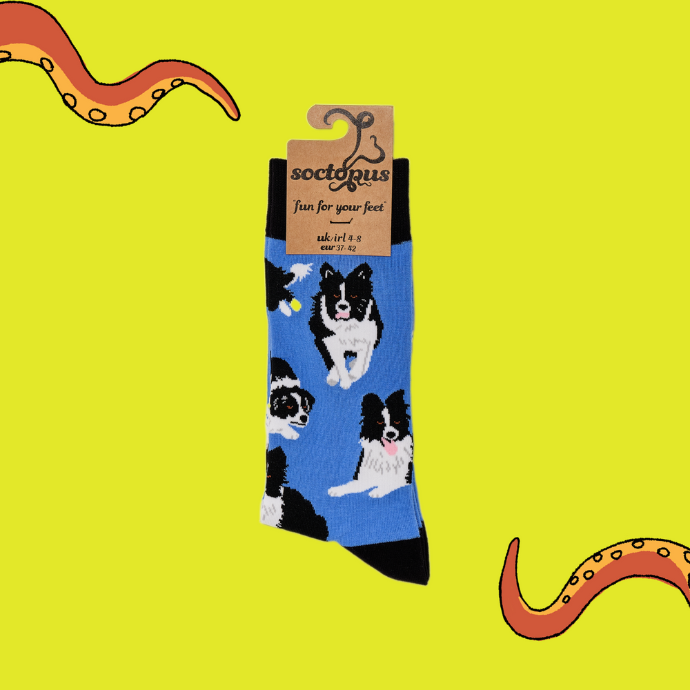 
                  
                    A pair of socks depicting Border collie dogs. Deep Blue legs, black cuff, heel and toe. In Soctopus Packaging.
                  
                