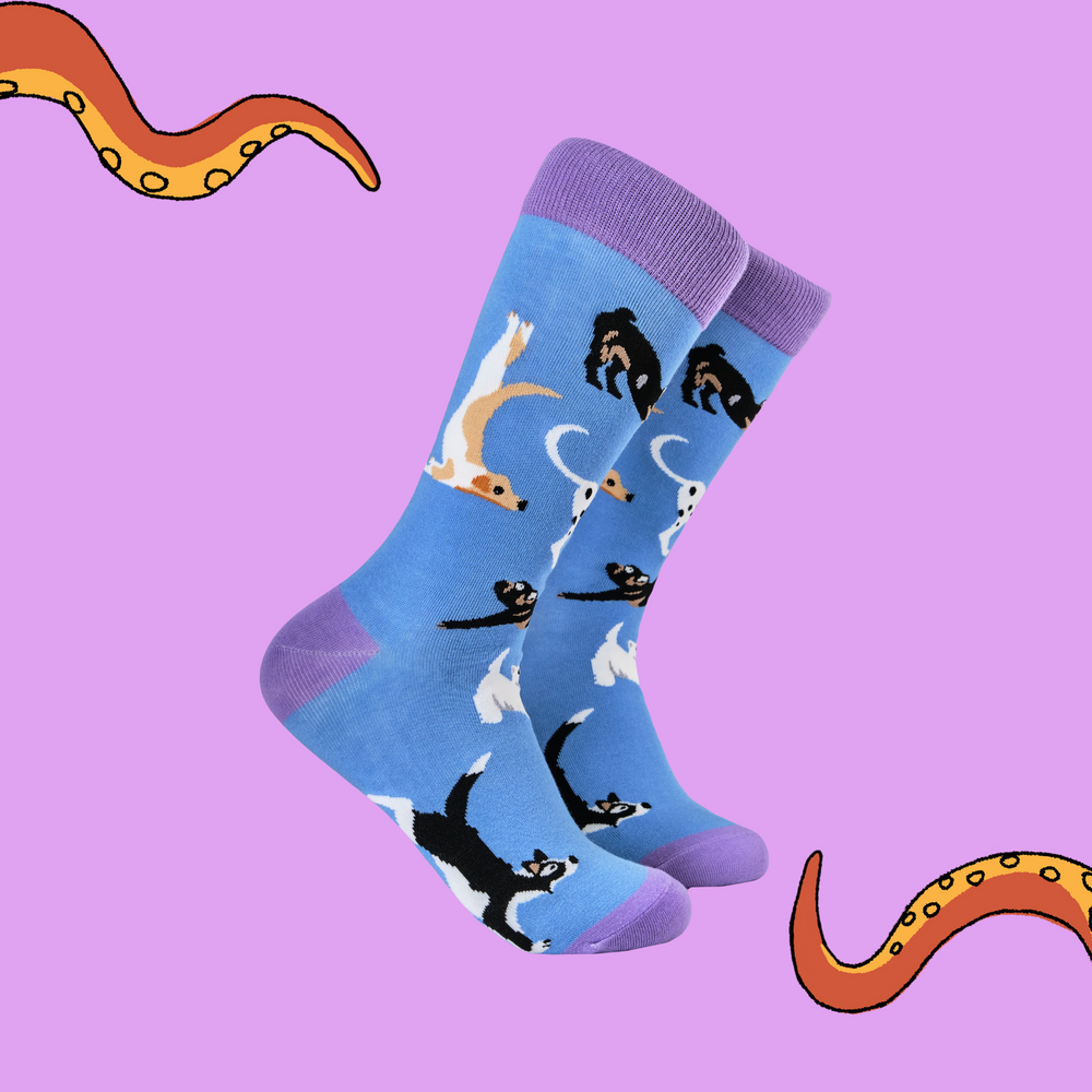 
                      
                         A pair of socks depicting dogs doing yoga. Blue legs, purple heel, toe and cuff. 
                      
                    