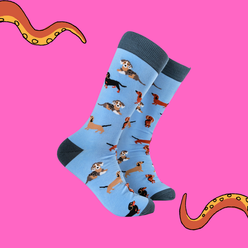 
                      
                        Sausage Dog Socks - Dasching Around 2
                      
                    