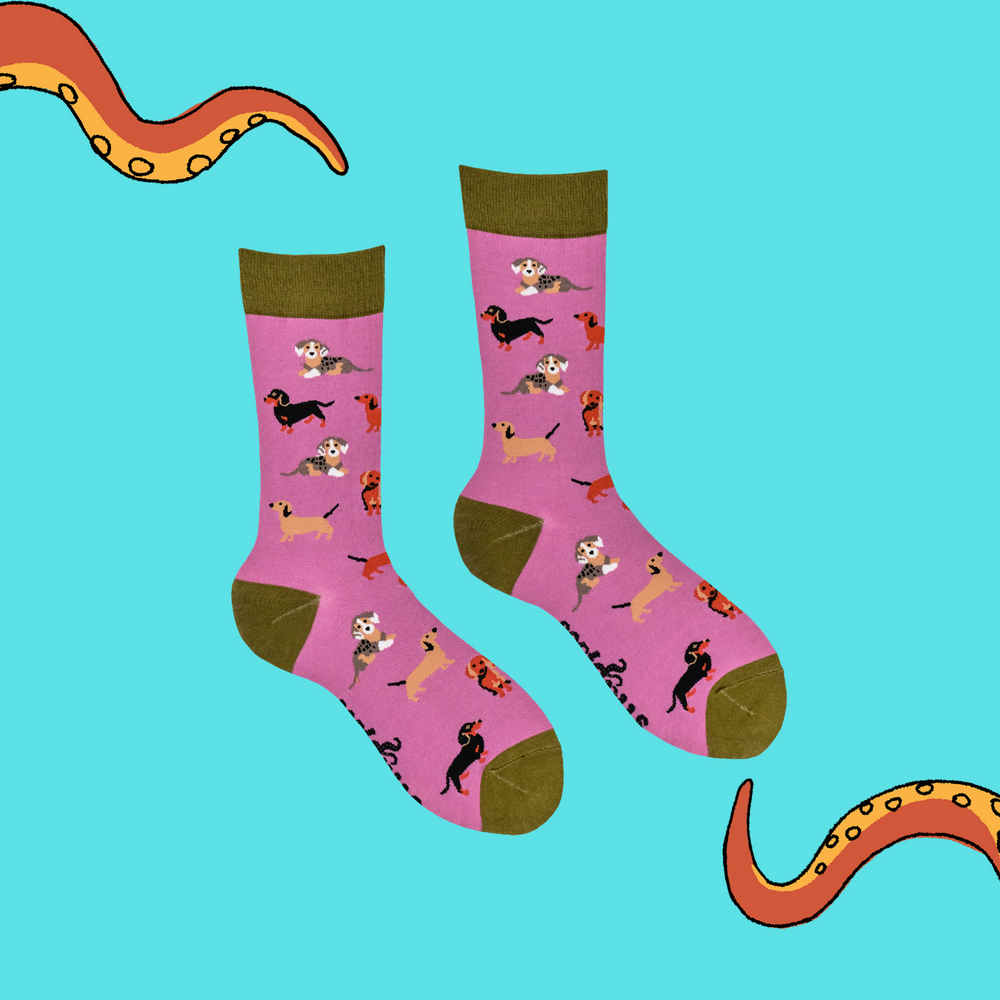 
                      
                        Sausage Dog Socks - Dasching Around 2
                      
                    