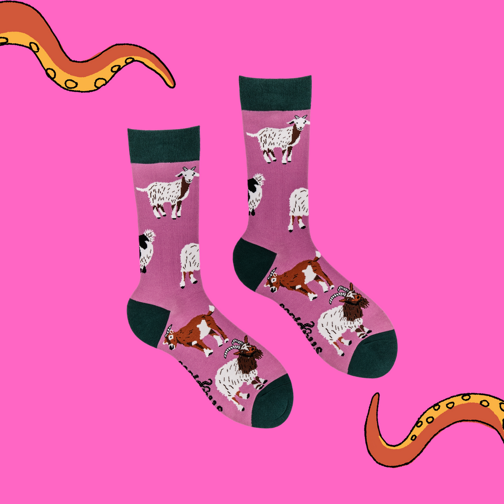 
                  
                    A pair of socks depicting different breeds of goat. Pink legs, green cuff, heel and toe.
                  
                