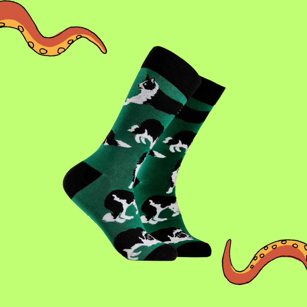 
                  
                    A pair of socks depicting Border collie dogs. Deep Green legs, black cuff, heel and toe.
                  
                