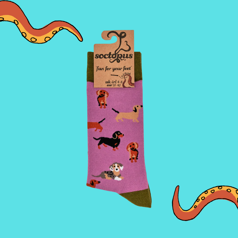 
                      
                        Sausage Dog Socks - Dasching Around 2
                      
                    