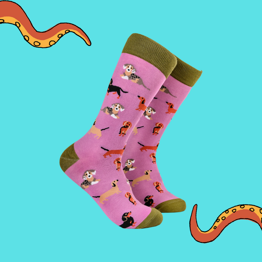 
                      
                        Sausage Dog Socks - Dasching Around 2
                      
                    