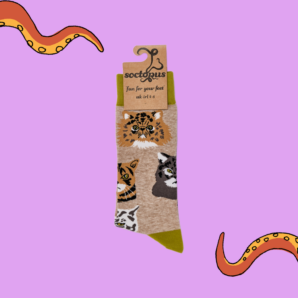 
                      
                        A pair of socks depicting various grumpy cats. Light brown legs, green cuff, heel and toe. In Soctopus Packaging.
                      
                    