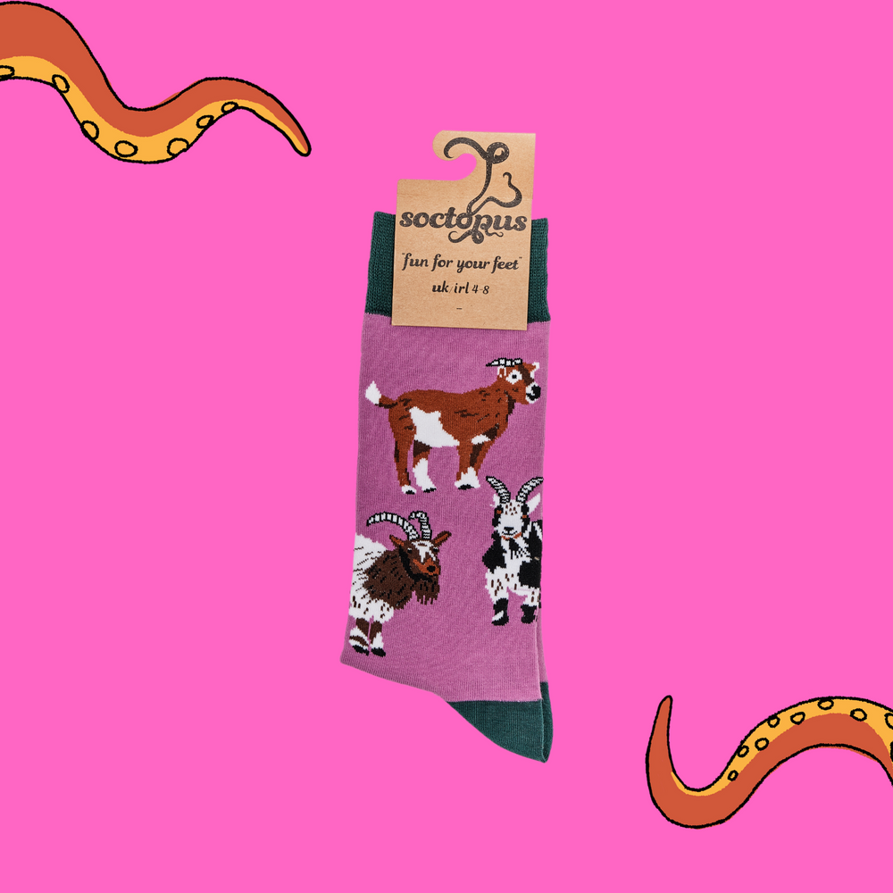 
                      
                        A pair of socks depicting different breeds of goat. Pink legs, green cuff, heel and toe. In Soctopus Packaging.
                      
                    