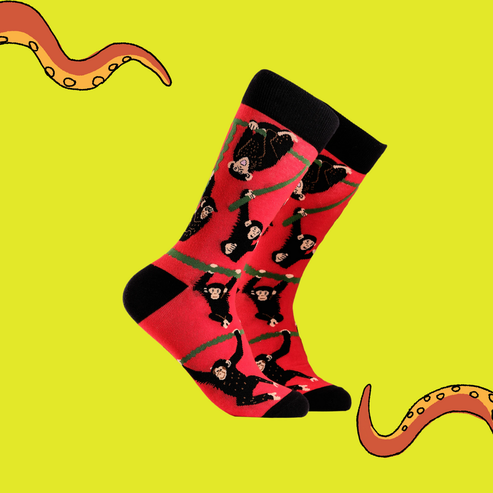 A pair of socks depicting playful chimpanzees. Red legs, black cuff, heel and toe.