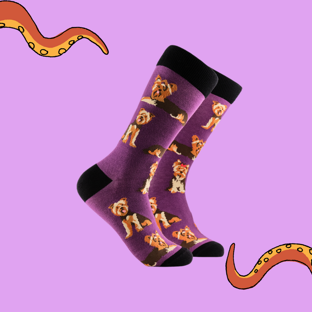 A pair of socks depicting Yorkshire Terriers. Purple legs, black cuff, heel and toe.