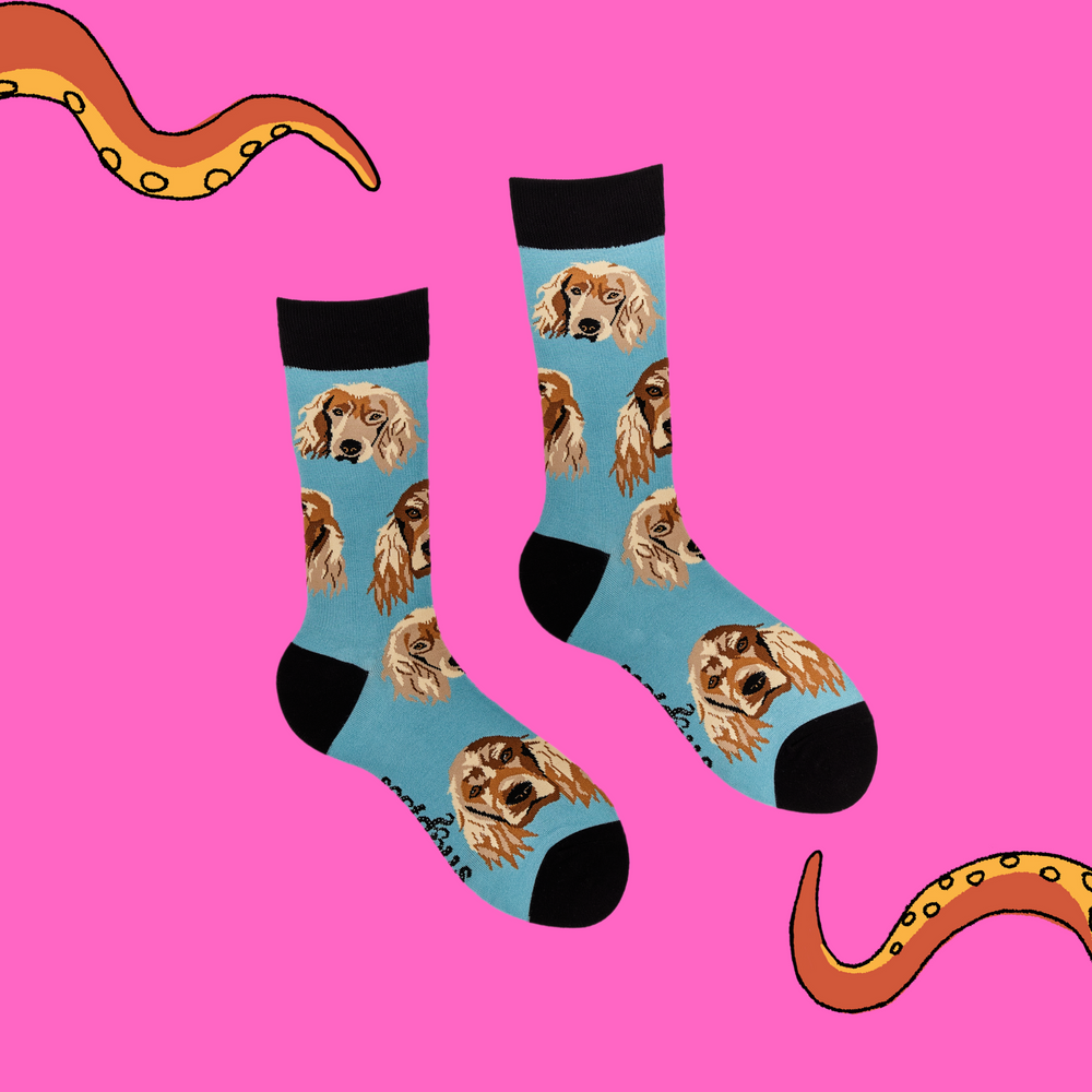 
                  
                    A pair of socks depicting cocker spaniels. Blue legs, black cuff, heel and toe.
                  
                