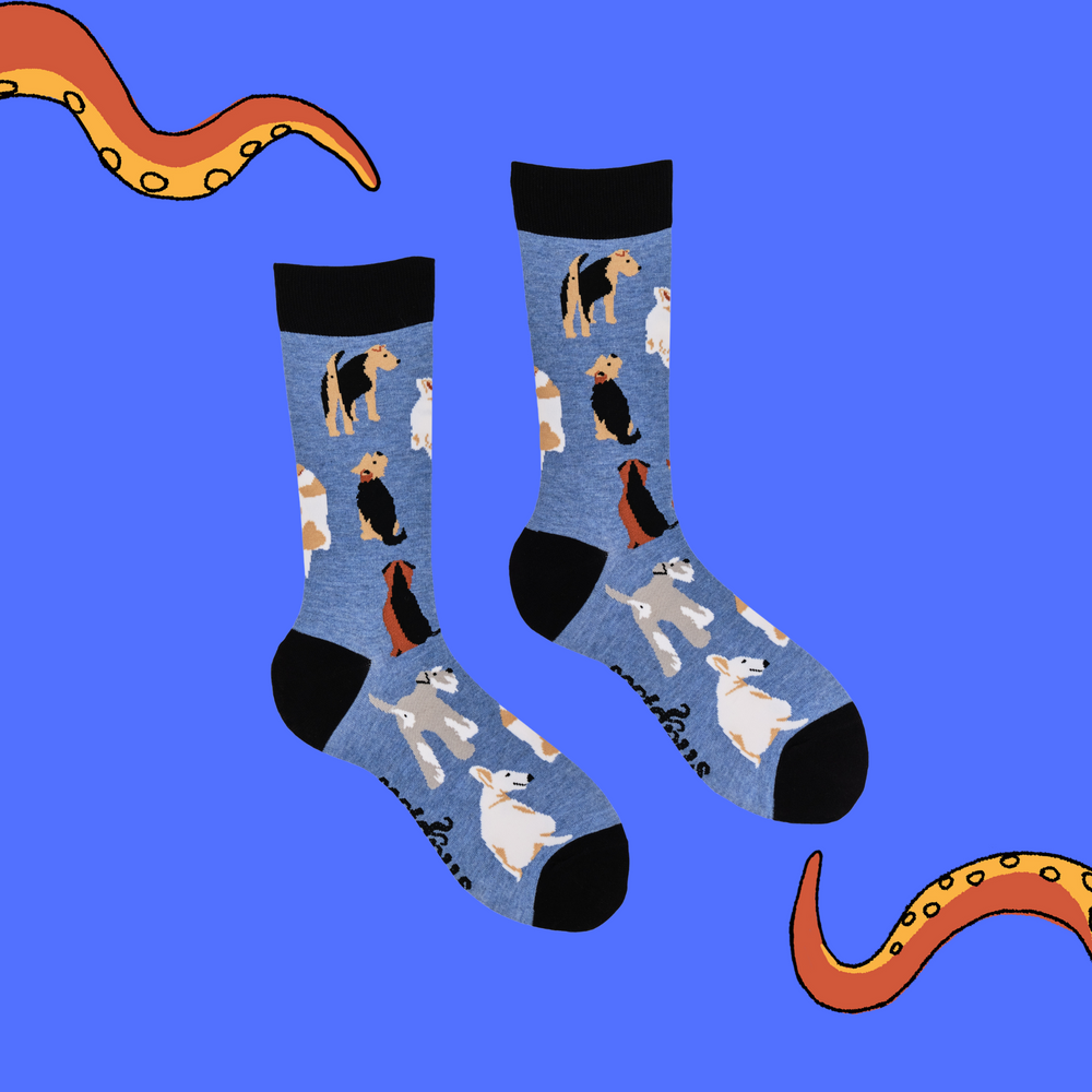 
                      
                        A pair of socks depicting different terrier dogs. Blue legs, black cuff, heel and toe.
                      
                    