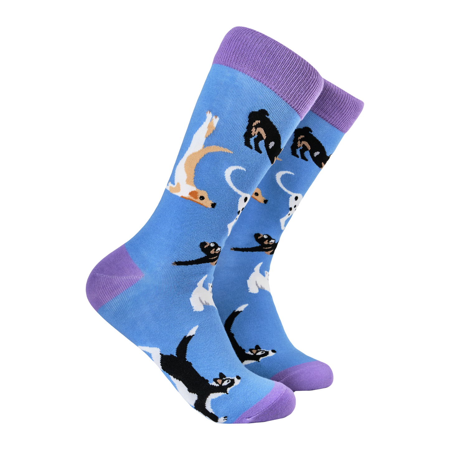 Yoga Dog Socks - Downward Dogs.  A pair of socks depicting dogs doing yoga. Blue legs, purple heel, toe and cuff. 