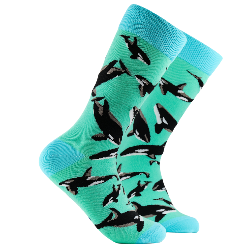 Orca Pod Socks. A pair of socks depicting a pod of Orcas. Green legs, turquoise cuff, heel and toe.