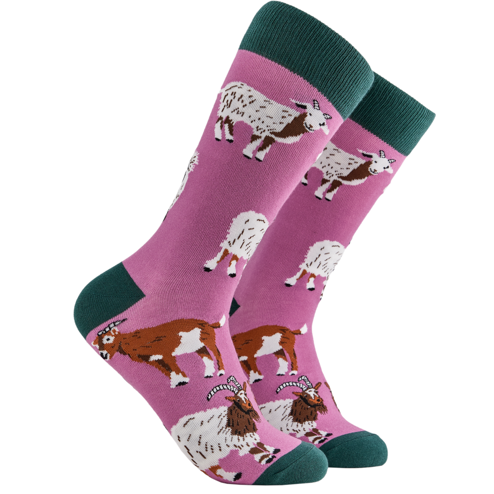 Goat Lover Socks. A pair of socks depicting different breeds of goat. Pink legs, green cuff, heel and toe.